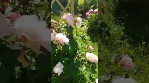 Кордес, Роз де Толбиак | Kordes, Rose de Tolbiac #garden #rose #сад #цветы #flowers #дача