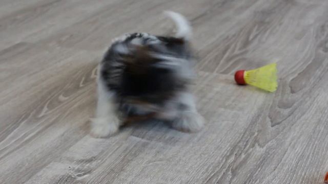 MVI 8213бивер щенок продажа