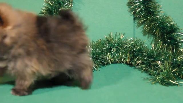 Рыжий мальчуган. 1 мес. Рожд. 26.10.3018. В ПРОДАЖЕ.