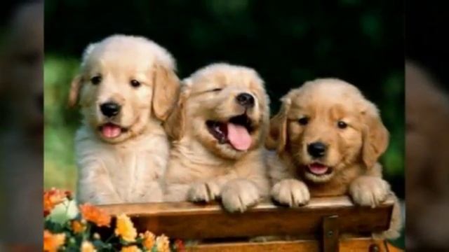 Прикольные собаки