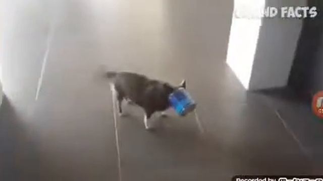 Смешное видео где собака точит в попу собаке смотреть онлайн