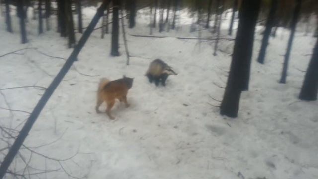Margo Притравка по барсуку (Training on badger) смотреть онлайн