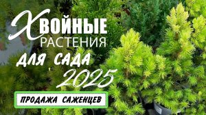 Хвойные растения для сада. Обзор и продажа саженцев