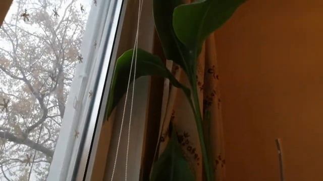 Снег и дождь очень красиво Убрала цветок