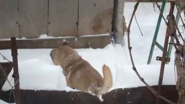 Эх, снег-снежок! смотреть онлайн