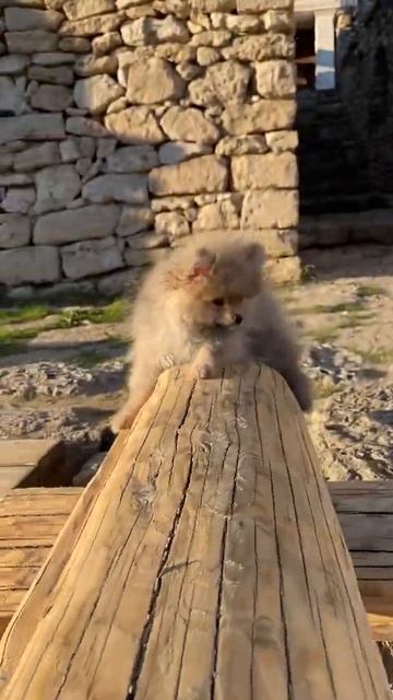 Мини девочка померанский шпиц