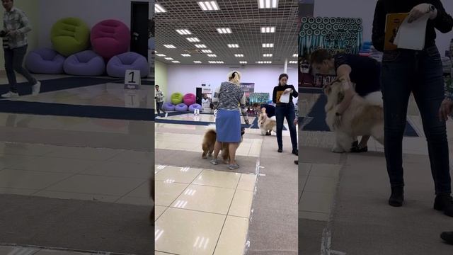 Кобели 13.04.2024 Рязань моно чау Урса Мажор