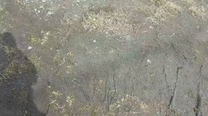 Мазда трибьют (фрд маверик, форд эскейп) не заводится, ?