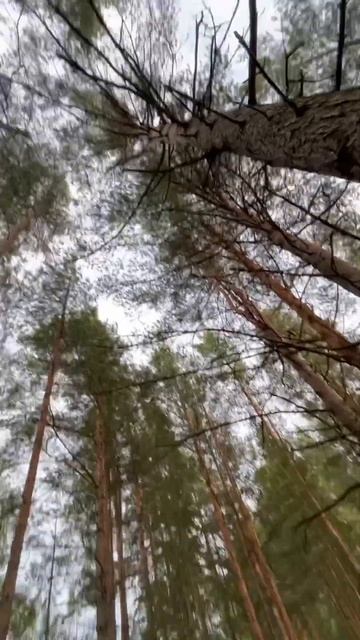 Санкт-Петербург «Сестрорецкое болото» смотреть онлайн