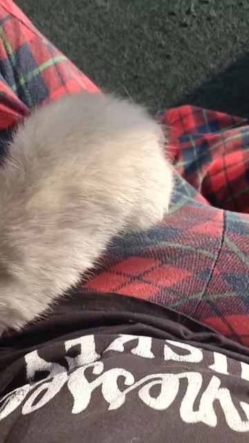 Крыс Вибрисс гуляет смотреть онлайн