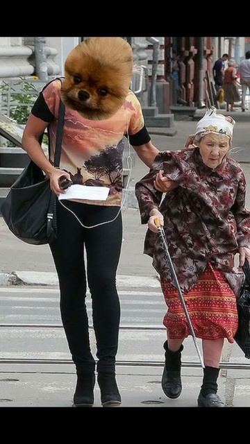 #рекомендации #шпиц смотреть онлайн