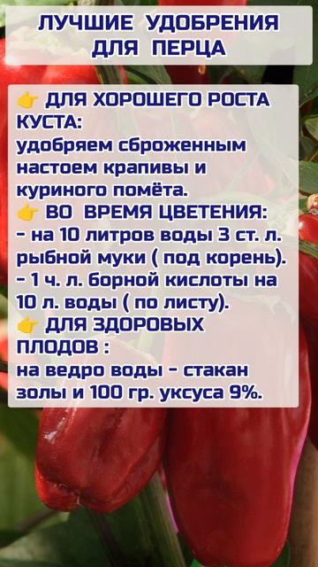 Лучшие Удобрения для Перца #огород #перец #shortvideo #реки # смотреть онлайн