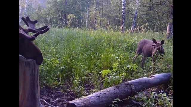 Проверка фотоловушек. Реальный тест фотоловушки НС-801А. смотреть онлайн