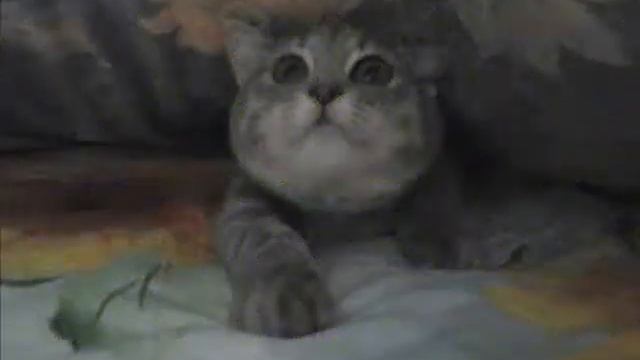 Моя кошка (смешные фото)