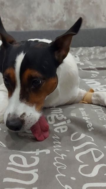 Майкимайк.  Майкомка  отходит от наркоза