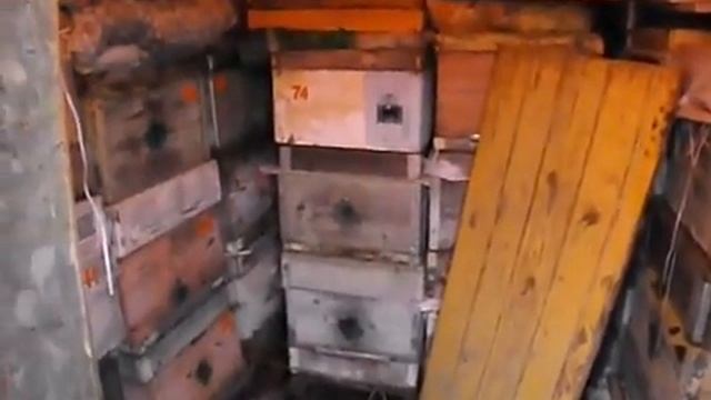 убрал пчел в зимовник и резко потеплело в декабре, какие могут быть проблемы с пчелами смотреть онлайн