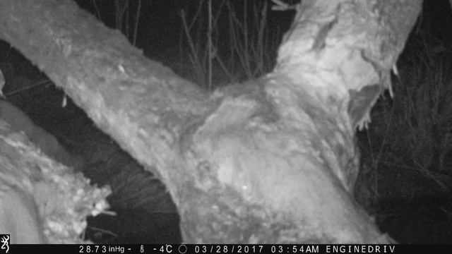 Лиса. Снято фотоловушкой смотреть онлайн