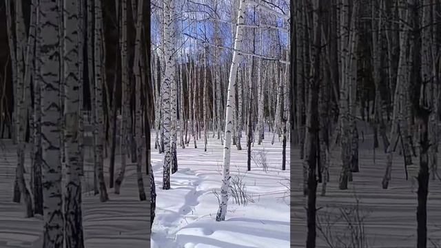 Ах, какая красота! Берёза - символ красоты и любви! #shortsv смотреть онлайн