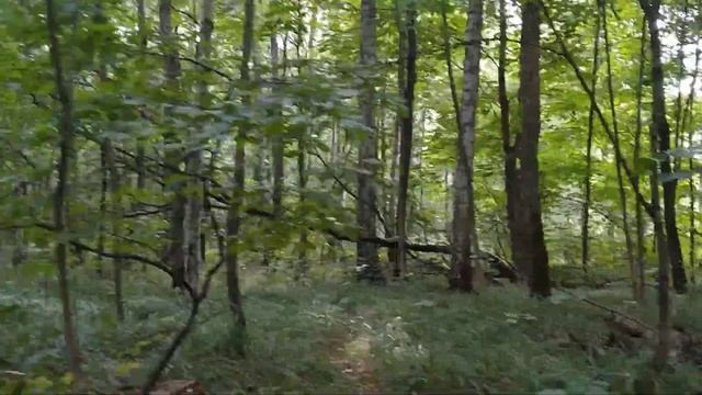 Прогулка в лесопарке/Разходка в горския парк/Walk in the forest park 29.07.2021 #лесопарк #прогулка смотреть онлайн