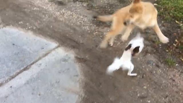 Снежка играет с бездомной собачкой