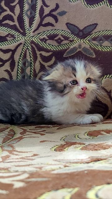 Маленький котенок мяукает. #котята #шорты 4k смотреть онлайн