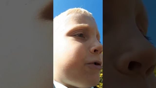 Скачать супер котиков