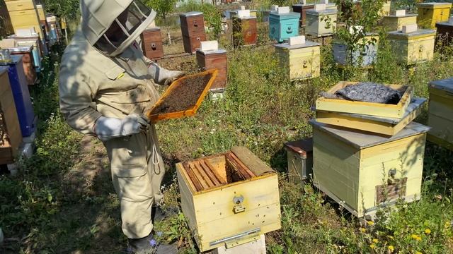 Формуємо бджолине гніздо в зиму смотреть онлайн
