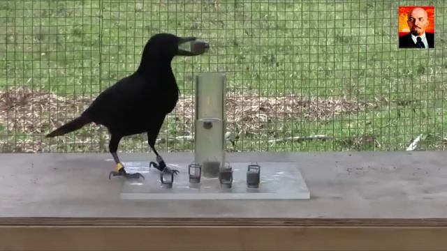 Ворона в Деле - Самая Умная и Задиристая Птица Демонстрирует Свои Способности смотреть онлайн