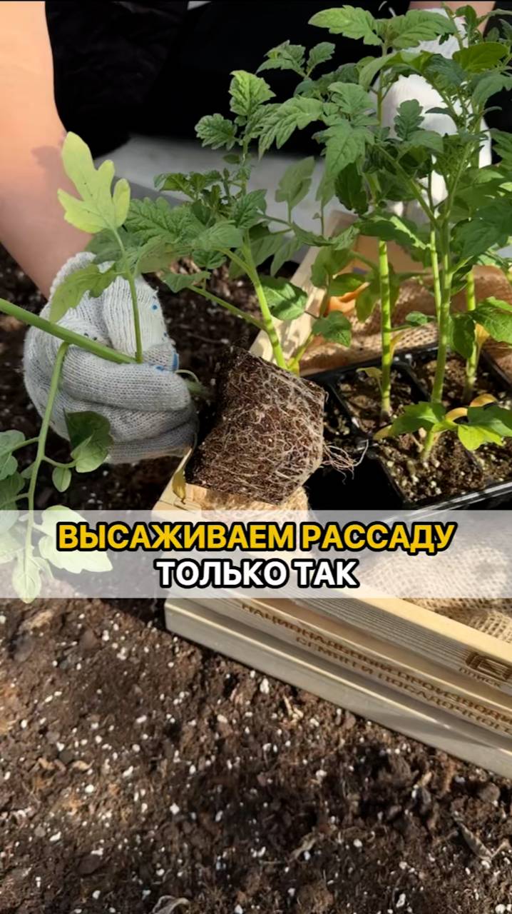 Высаживаем рассаду ТОЛЬКО ТАК!