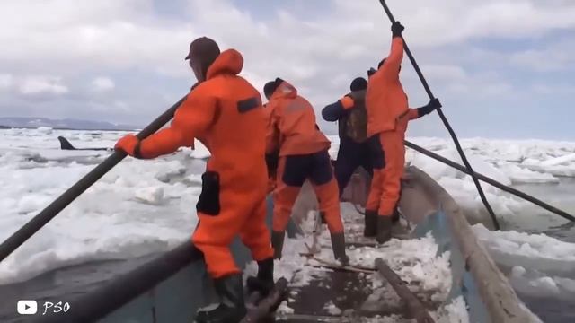 2024 orca rescue спасение касаток в море смотреть онлайн
