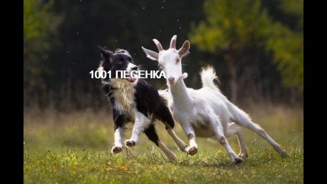 Сборник -Улитка -Маленький домик у кошки -Лошадка пони -Козлик -песенка для Мамы -1001 песенка смотреть онлайн