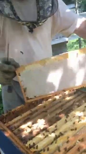 Забираем Сотовый Мёд, Запечатанные Пчелиные Рамки #пчеловодство #пчелы #пасека #beekeeping #мёд