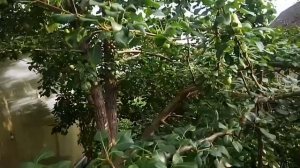 #59. Груша сорт Сказочная.