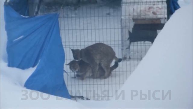 Спаривание рысей наоборот.Рысь Яшма-заигрывает с рысью Алмазом.Что то пошло не так. 2021г. смотреть онлайн
