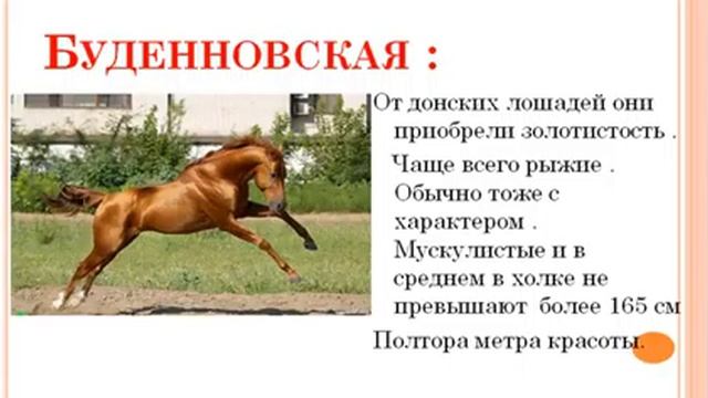 Породы лошадей