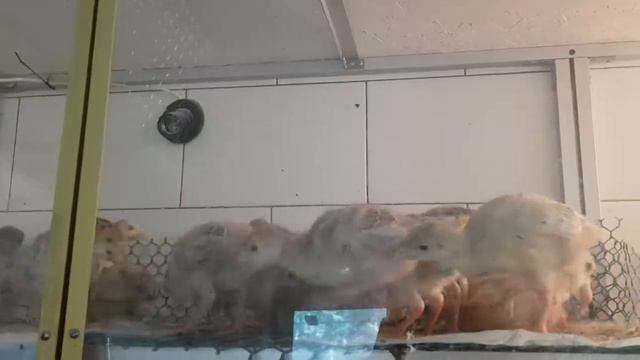 Вылупление цыплят 17.05.2019 Маранчики, павловские, ливенские. смотреть онлайн