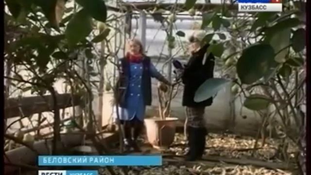 В теплицах Беловского района собрали кислый урожай