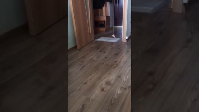 Наш малыш в новом доме 😍🐩♥️