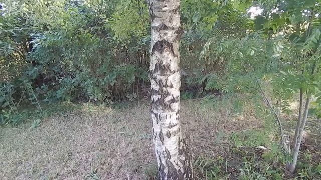 Вайн. Летающая тарелка. Vine. Frisbee. смотреть онлайн