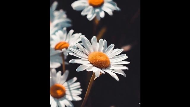 ето видко для развлекателных целий