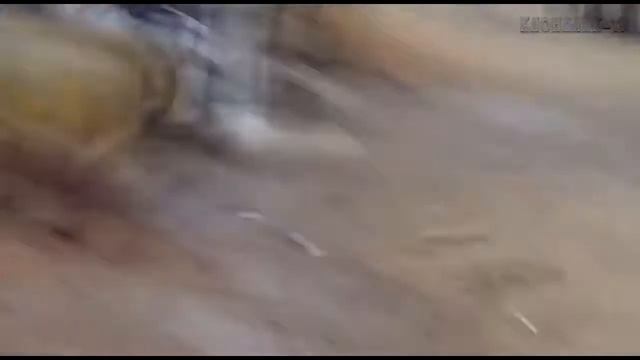 СЛОНЫ БУШУЮТ Приколы 2020 Klondike TV смотреть онлайн