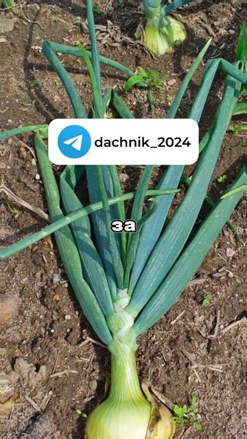 Правила полива лука и чеснока летом | Дачные советы, да смотреть онлайн