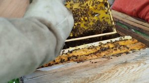 Результат деления семьи пчëл через 9 дней.