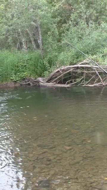 1806 Удочка Поплавок Тайга место Ива #иииразум  #рыбалка