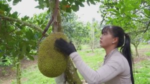 Как собирают урожай джекфрута в Вьетнаме. Продажа на сельском рынке