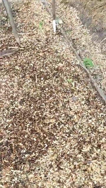 Сделай это после посадки растений! #сад #дача #огород #п смотреть онлайн