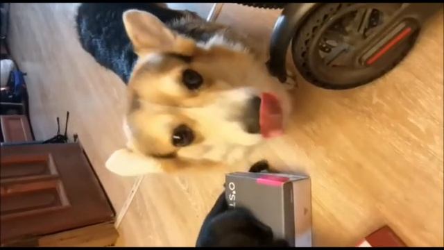 СЮРПРИЗ ИЗ КОРОБКИ ДЛЯ КОШКИ МАНЧКИН смотреть онлайн