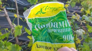 15 мая вношу азот и обрабатываю от гроздевой листовертки