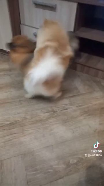 доброе утро воскресенье и так всегда разборки у шпицев