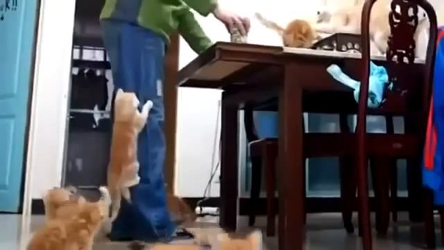 Funny cats. Смешные кошки разорвавшие интернет смотреть онлайн